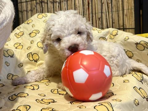 Lagotto Romagnolo kiskutyák eladók Lagotto Romagnolo kiskutyák eladók