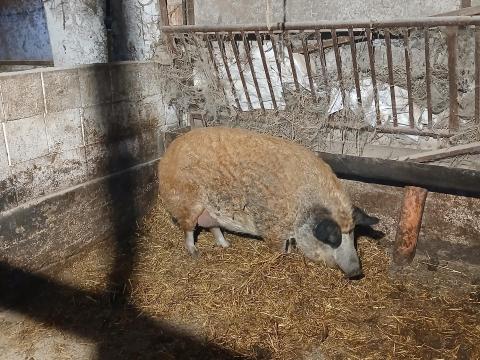 Eladó vörös mangalica Eladó vörös mangalica
