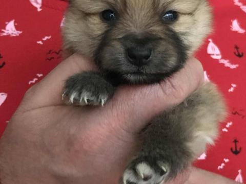 Fajtatiszta jellegű spicc kiskutyák Fajtatiszta jellegű spicc kiskutyák