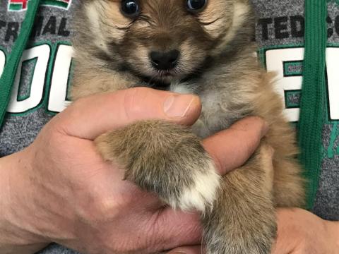 Fajtatiszta spicc fiú kiskutyus Fajtatiszta spicc fiú kiskutyus