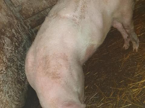 Eladó 110-120 kg-os hízó sertés Újszászon Eladó 110-120 kg-os hízó sertés Újszászon