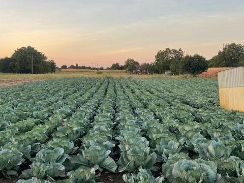 Kiváló minőségű Beverly Hills lapos káposzta termelőtől eladó Kiváló minőségű Beverly Hills lapos káposzta termelőtől eladó