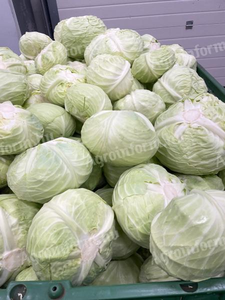 Kiváló minőségű Beverly Hills lapos káposzta termelőtől eladó