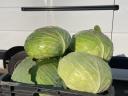 Kiváló minőségű Beverly Hills lapos káposzta termelőtől eladó