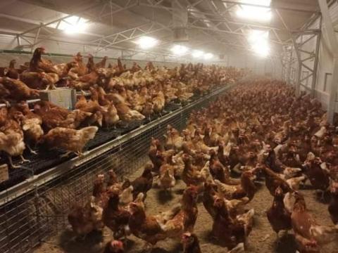 Szabadon tartott vörös tojók eladók Szabadon tartott vörös tojók eladók