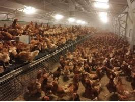 Szabadon tartott vörös tojók eladók