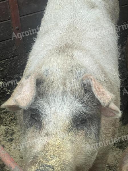 Eladó sertéshízók vágásra vagy továbbtartásra