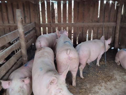 Hízó eladó Hízó eladó