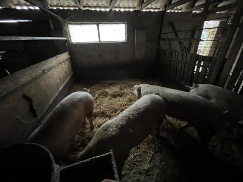 Eladó vágó disznó