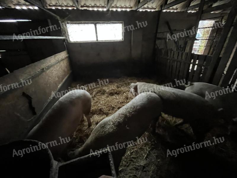 Eladó vágó disznó