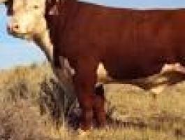 Állatgondozói munkát keresek ottlakással