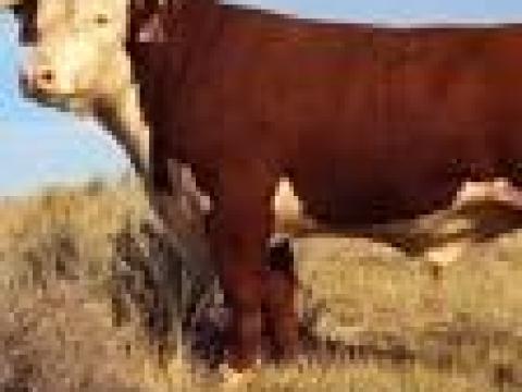 Állatgondozói munkát keresek ottlakással