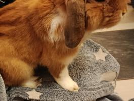 Eladó zsemle színű törpenyúl Mosonmagyaróváron