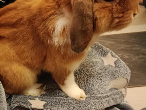 Eladó zsemle színű törpenyúl Mosonmagyaróváron