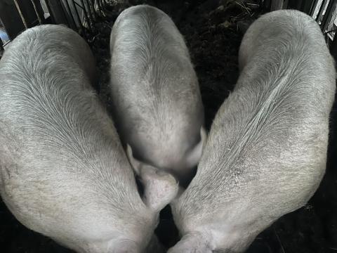 Eladó hízó sertések 260–300 kg-os súlyban Eladó hízó sertések 260–300 kg-os súlyban