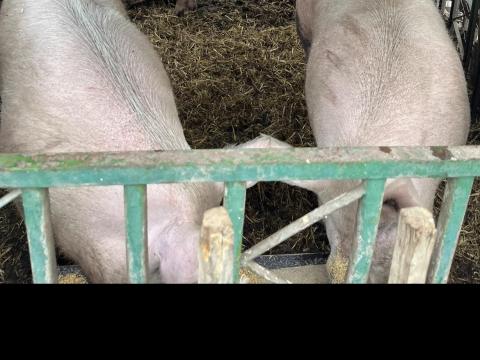 Eladó hízó sertések 300–360 kg súlyban