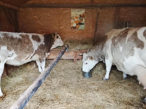 Tehén és üszőborjú eladó rendezett papírokkal