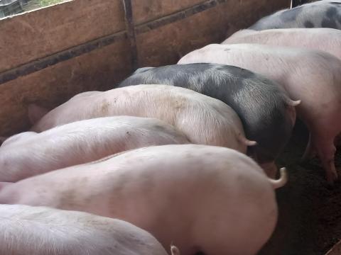 15 db minőségi Pietrain süldő 60-80 kg eladó