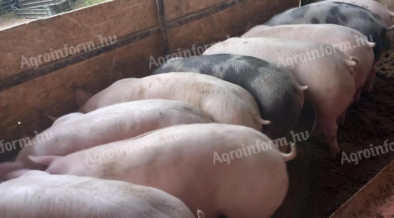 15 db minőségi Pietrain süldő 60-80 kg eladó