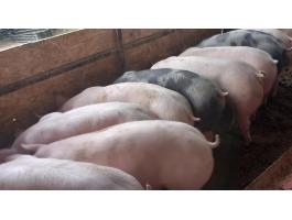 15 db minőségi Pietrain süldő 60-80 kg eladó