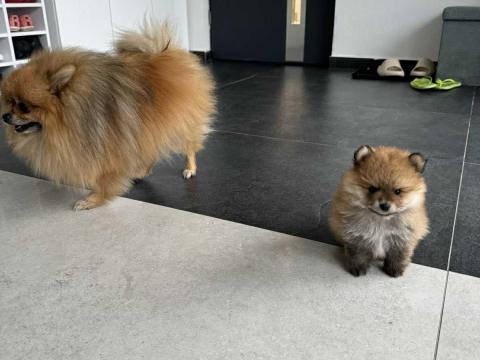 Extra mini pomerániai törpespicc fedeztetésre