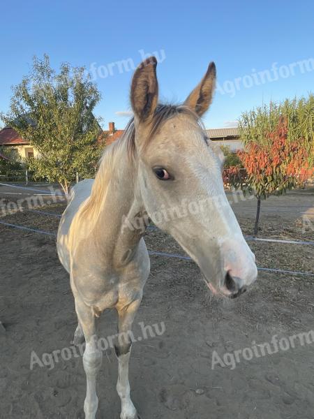 Eladó ló