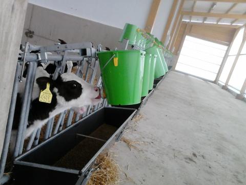 Állattenyésztési műszakvezető felvétel – PÉLY-TISZATÁJ AGRÁR ZRT Állattenyésztési műszakvezető felvétel – PÉLY-TISZATÁJ AGRÁR ZRT