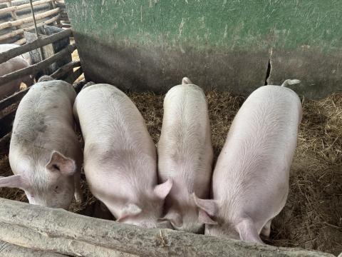 Sertések eladók Sertések eladók