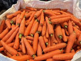 Sárgarépa konyhás eladó Mórahalmon