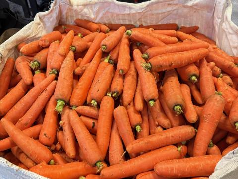 Sárgarépa konyhás eladó Mórahalmon Sárgarépa konyhás eladó Mórahalmon