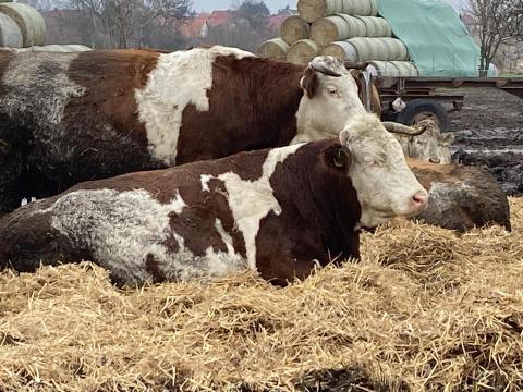 Közel ellős tehén