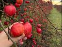 Alma - Red Topáz és Evelina fajták, nagy és lédús gyümölcsök Gyöngyösön