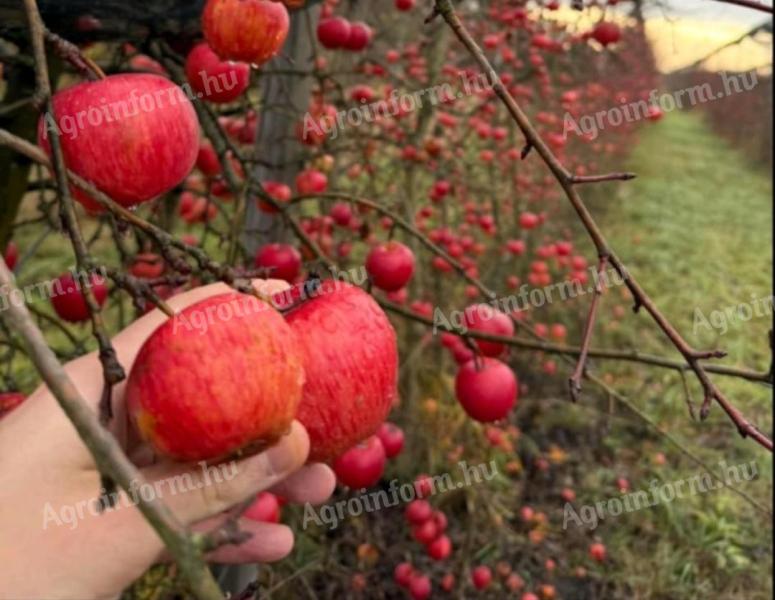 Alma - Red Topáz és Evelina fajták, nagy és lédús gyümölcsök Gyöngyösön
