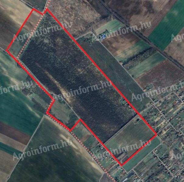 59 ha gyümölcsös és 9 ha szántó eladó Pest vármegyében