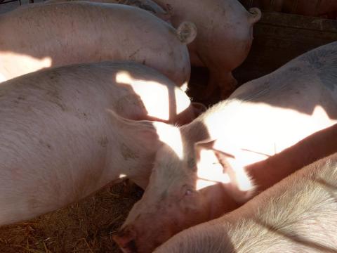 Minőségi hússertés eladó 150-200 kg súlyban, 1000 Ft/kg áron