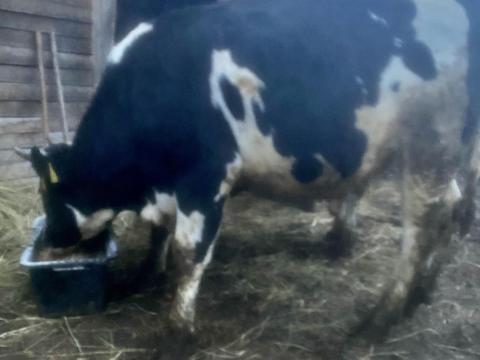 HFriz bika eladó Fejér megyében, Székesfehérváron