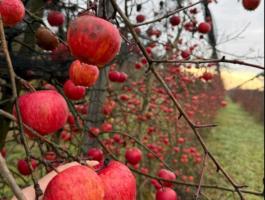 Alma termelőtől, léalma minőségben – Red Topáz, Evelina