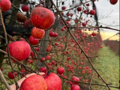 Alma termelőtől, léalma minőségben – Red Topáz, Evelina