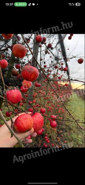 Alma termelőtől, léalma minőségben – Red Topáz, Evelina