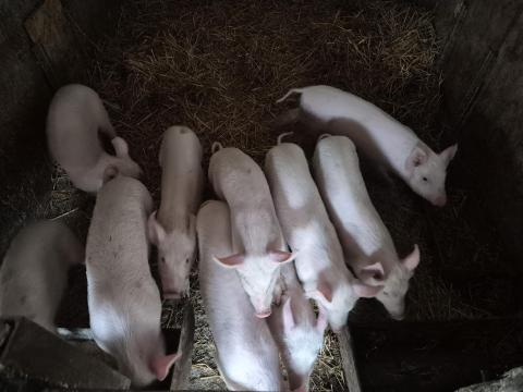 Választási malac nagy fehér