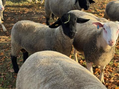 Angol Suffolk és Berrichon kosok eladók!