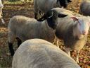 Fajtatiszta Angol Suffolk és Berrichon (juh) kosok eladók!