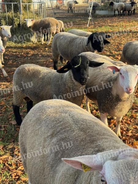 Fajtatiszta Angol Suffolk és Berrichon (juh) kosok eladók!