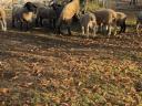 Fajtatiszta Angol Suffolk és Berrichon (juh) kosok eladók!