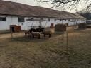 Fajtatiszta Angol Suffolk és Berrichon (juh) kosok eladók!