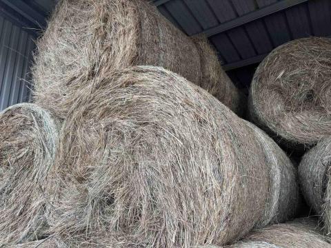 155-ös Körbálás fűszéna bálák Széna bála