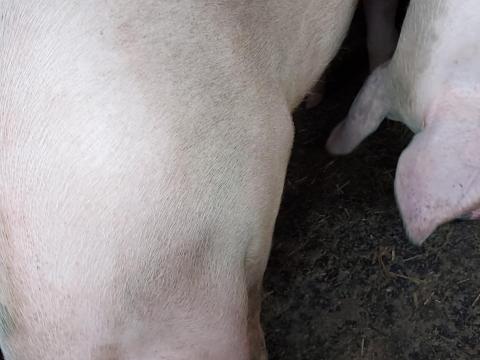 Hízó sertés. Eladó Hízó sertés. Eladó