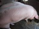 Hízó sertés. Eladó