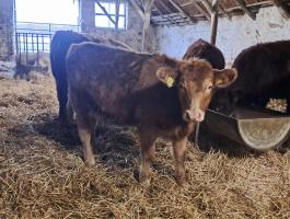 Angus Tenyészüsző