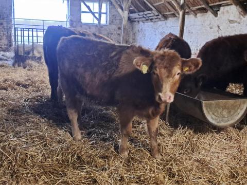 Angus Tenyészüsző